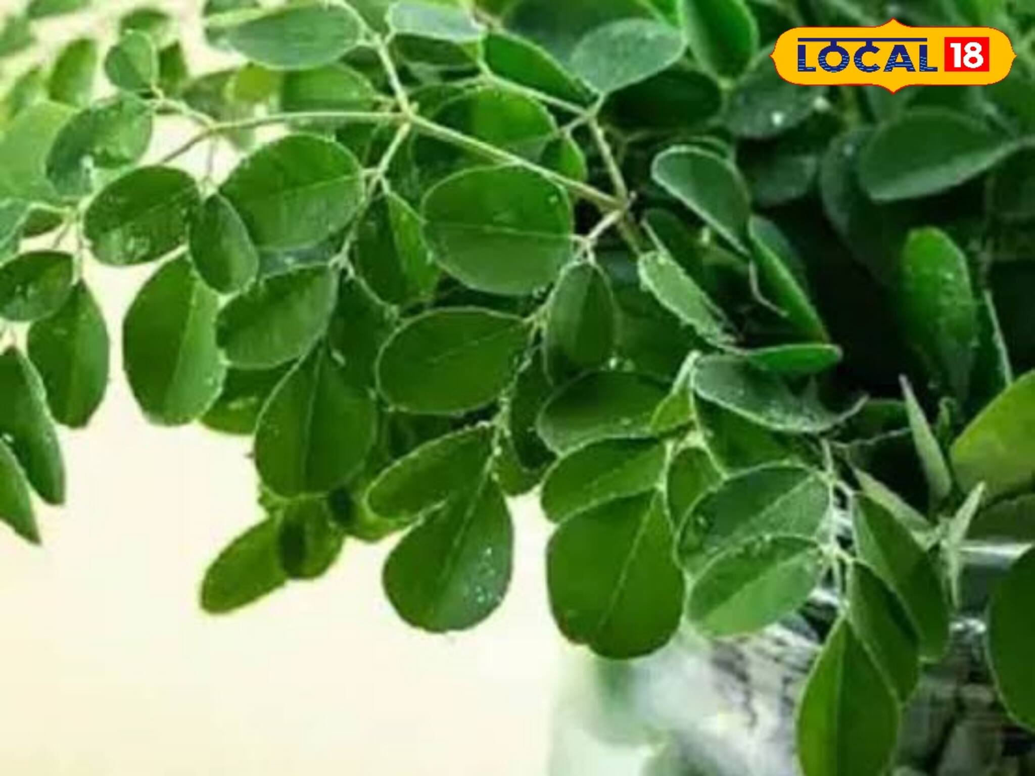 পাতাটা ফেলে দিচ্ছেন,রক্তের দোষ উপড়ে ফেলে,ডায়াবেটিস অন্য রাস্তা দেখবে,অথচ খরচ নেই ১ টাকাও