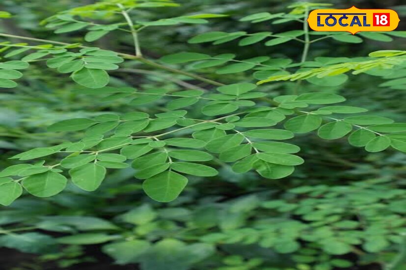শরীরের বিভিন্ন সমস্যা সমাধানে মরিঙ্গা পাউডার দারুন বাজার থেকে মরিঙ্গা পাউডার মানুষ চড়া দামে কিনে ব্যবহার করছে। বিশেষজ্ঞ বা ডাক্তারি পরামর্শ সজনে পাতা ব্যবহার করলে উপকার পাওয়া যেতে পারে। 