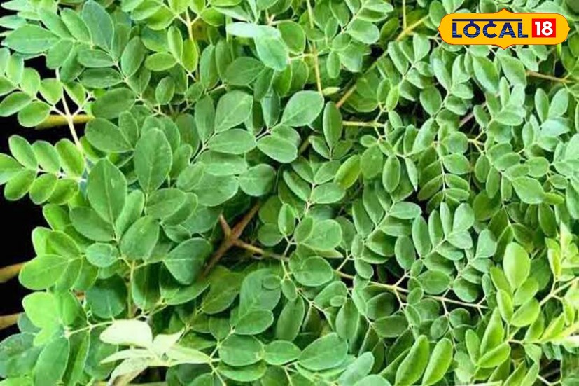 ডায়াবেটিস রোগীদের জন্য সজনে পাতা উপকারি। এছাড়াও হাঁপানি, রক্তচাপ নিয়ন্ত্রণেও সাহায্য করে সজনে পাতা। বিশেষ করে ঋতু পরিবর্তনের সময় বিভিন্ন রোগের প্রকোপ থেকে রক্ষা পেতে সজনে পাতা উপকারি।
