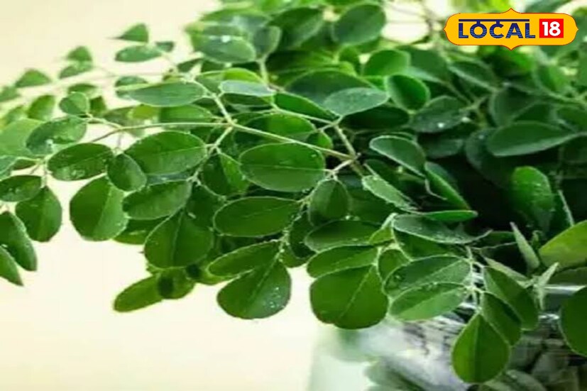 সজনে পাতায় রয়েছে বহুগুণ। ইমিউনিটি বুস্টার, ফ্যাটি লিভার সমস্যা এবং ক্যান্সার প্রতিরোধেও সজনে পাতার গুরুত্ব রয়েছে। এছাড়াও পেটের জন্য দারুন উপকারি সজনে পাতা। হজম সমস্যাতেও উপকারি এই পাতা। 