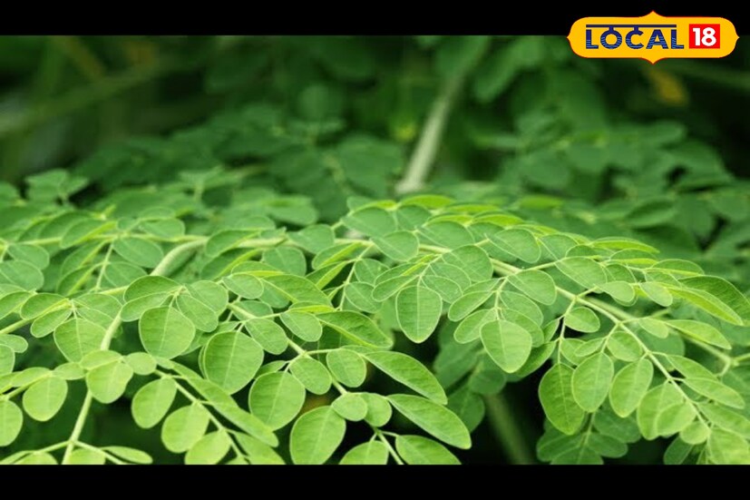 বাজারে সজনে গাছের এই অংশ বিক্রি হয় না, কিন্তু এই পাতায় রয়েছে মহাঔষধি গুণ! সর্বাপেক্ষা উপকারি ভেষজ গুণে ঠাসা গাছের পাতার মধ্যে অন্যতম এই পাতা। উপকারি গুণ জেনেও অনেকাংশে অবহেলিত। সঠিক উপায়ে এই পাতার ব্যবহার জানলে সাশ্রয় হবে বহু টাকা। 