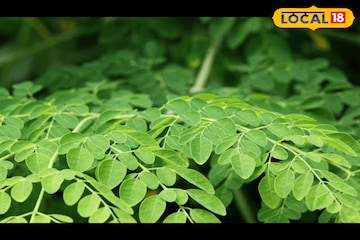 পাতাটা ফেলে দিচ্ছেন,রক্তের দোষ উপড়ে ফেলে,ডায়াবেটিস অন্য রাস্তা দেখবে,অথচ খরচ নেই ১ টাকাও পাতাটা ফেলে দিচ্ছেন,রক্তের দোষ উপড়ে ফেলে,ডায়াবেটিস অন্য রাস্তা দেখবে,অথচ খরচ নেই ১ টাকাও