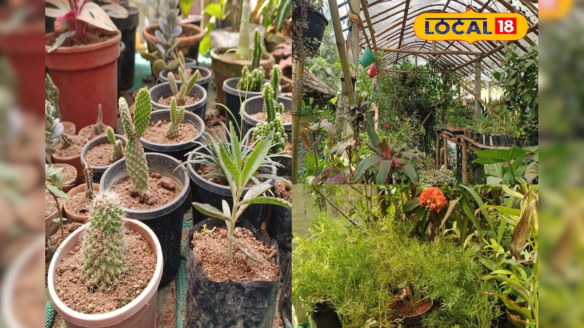 Adopt this method to save your ‘roof garden’ in intense heat