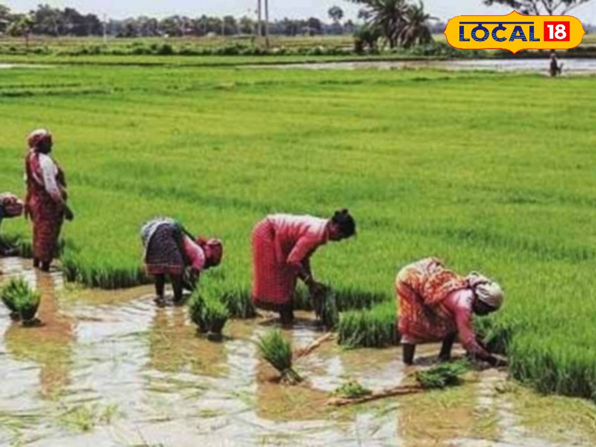এই পদ্ধতিতে ধান চাষ করলে খরচ হবে অনেক কম, লাভ হবে বেশি ! 