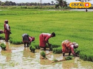 ধান চাষ  ধান চাষ