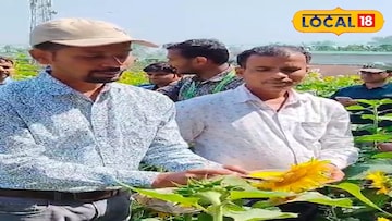 সূর্যমুখী