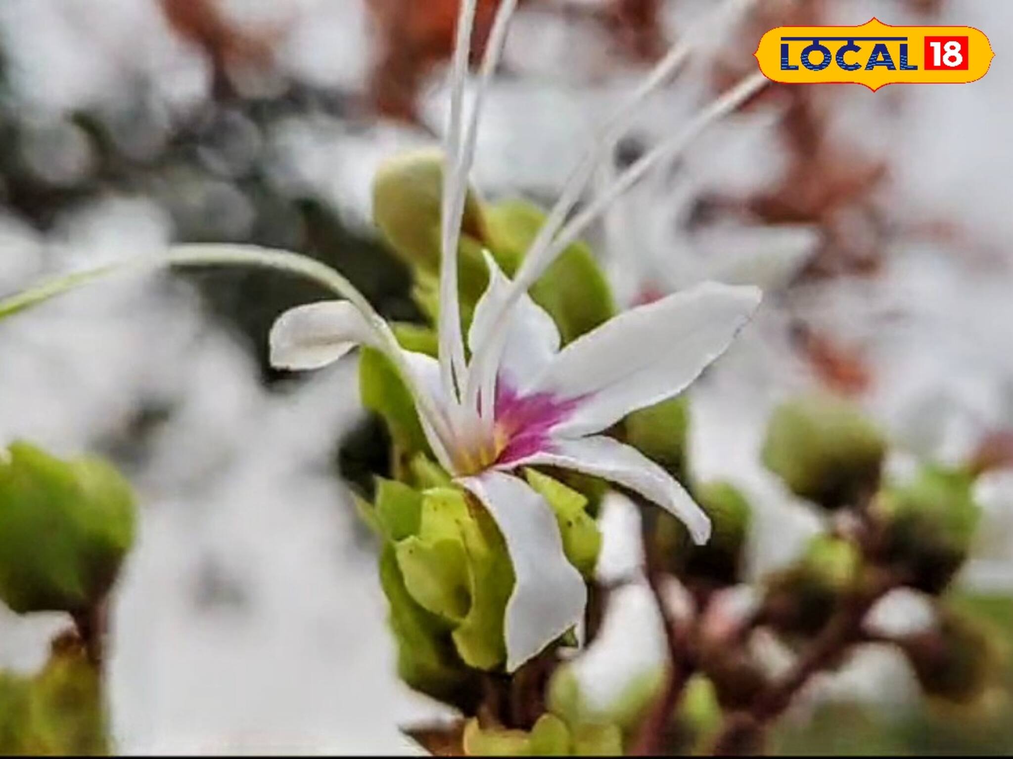 পথে-ঘাটে-জঙ্গলে জন্মায়! 'এই' ফুল সর্বরোগহরা! ম্যাজিকের মতো কমায় 'কৃমি', কী ফুল জানেন?