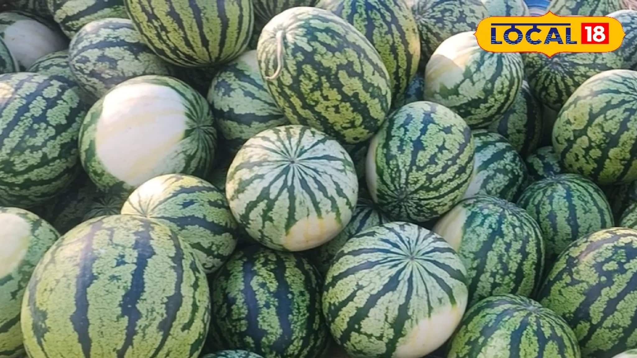Watermelon: মরসুমের শুরু থেকেই চাহিদা তুঙ্গে! মানসাই নদীর চরের তরমুজ যাচ্ছে ভিন রাজ্যেও