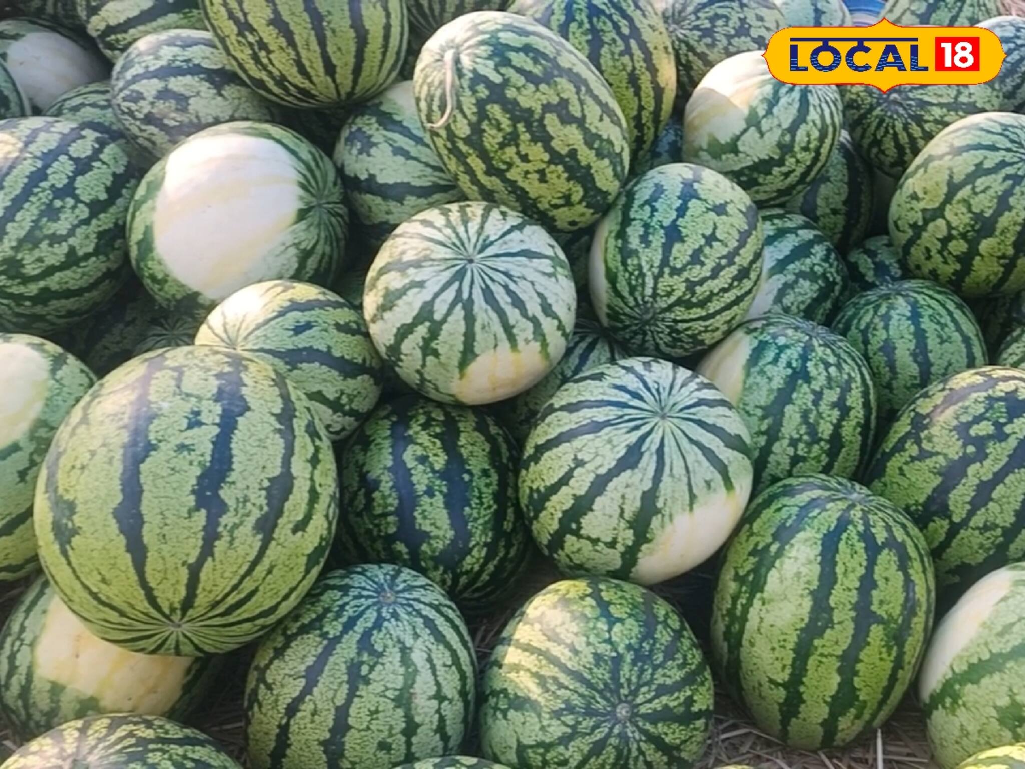 মরসুমের শুরু থেকেই চাহিদা তুঙ্গে! মানসাই নদীর চরের তরমুজ যাচ্ছে ভিন রাজ্যেও