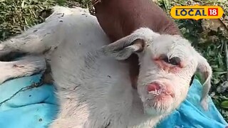 
অদ্ভুত এই ছাগল