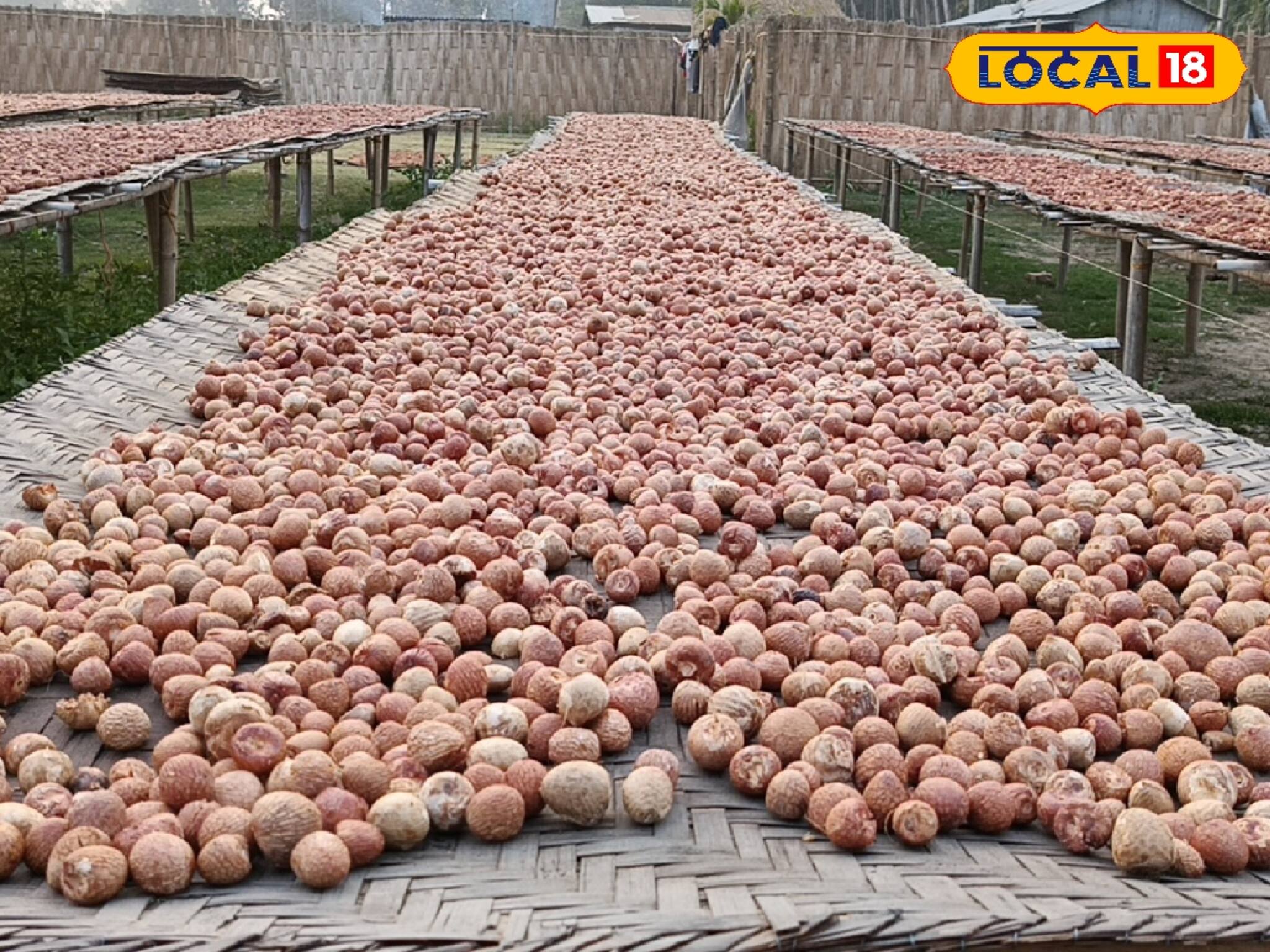 কাঁচা সুপারির ব্যবসা করেই লাভবান হচ্ছেন গ্রামীণ মহিলারা, আয় হচ্ছে মোটা টাকা