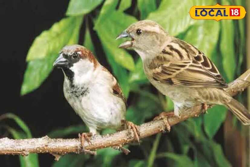 ২০ মার্চ বিশ্ব জুড়ে পালিত হয় চড়ুই পাখি দিবস। মানববসতির আশেপাশে দেখা পাওয়া এই পাখির মানব সহচার্যের কারণে অনেক কবিতা ও লেখালেখিতে পাওয়া যায় পাখিটিকে। 