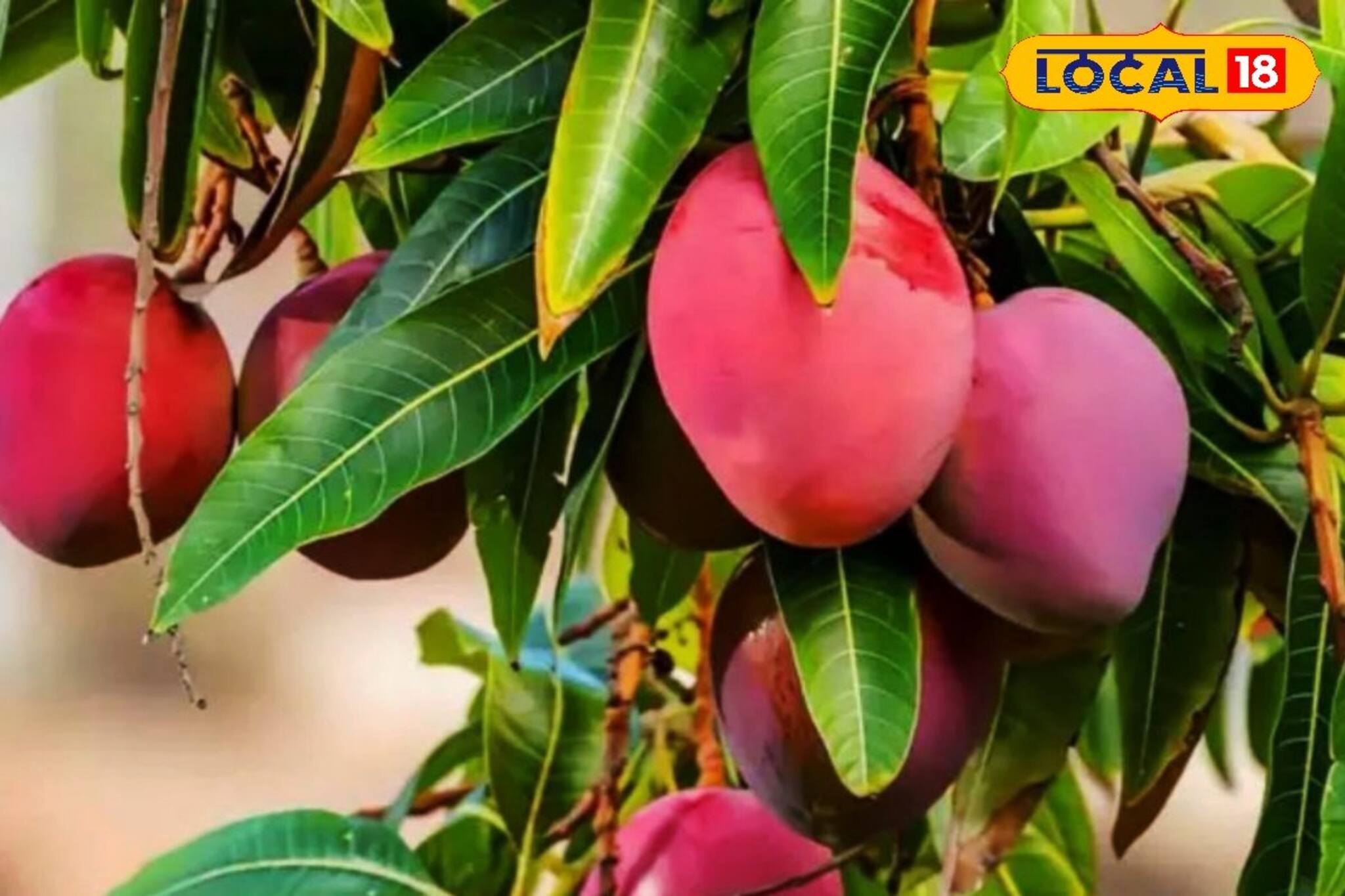 এবার বাড়ির বাগানেই ফলবে লক্ষাধিক টাকার মিয়াজাকি আম!