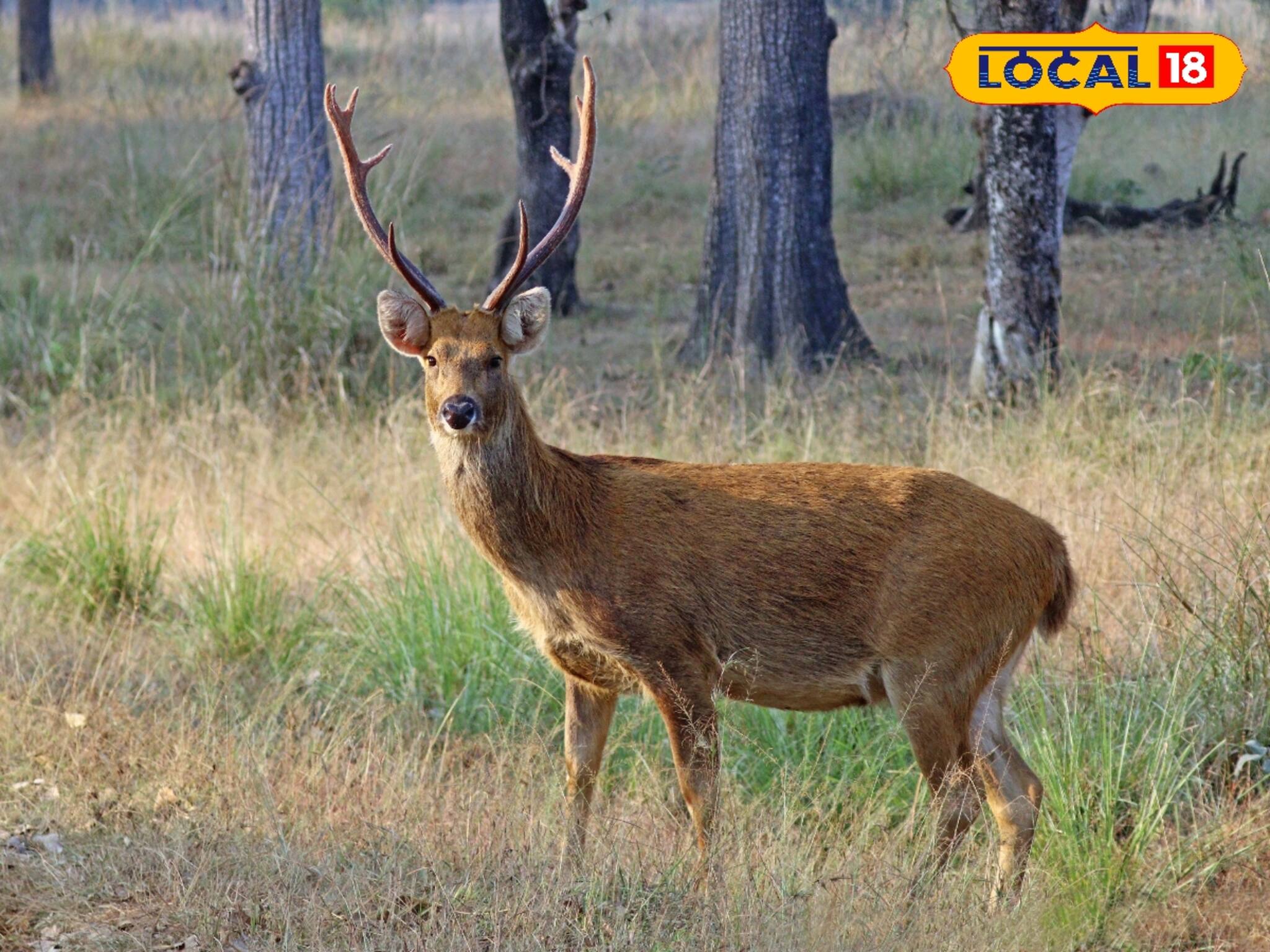 শুশুনিয়াতে সোনালি হরিণ! পর্যটন মানচিত্রে নতুন অধ্যায় লিখতে মুখিয়ে বাঁকুড়া