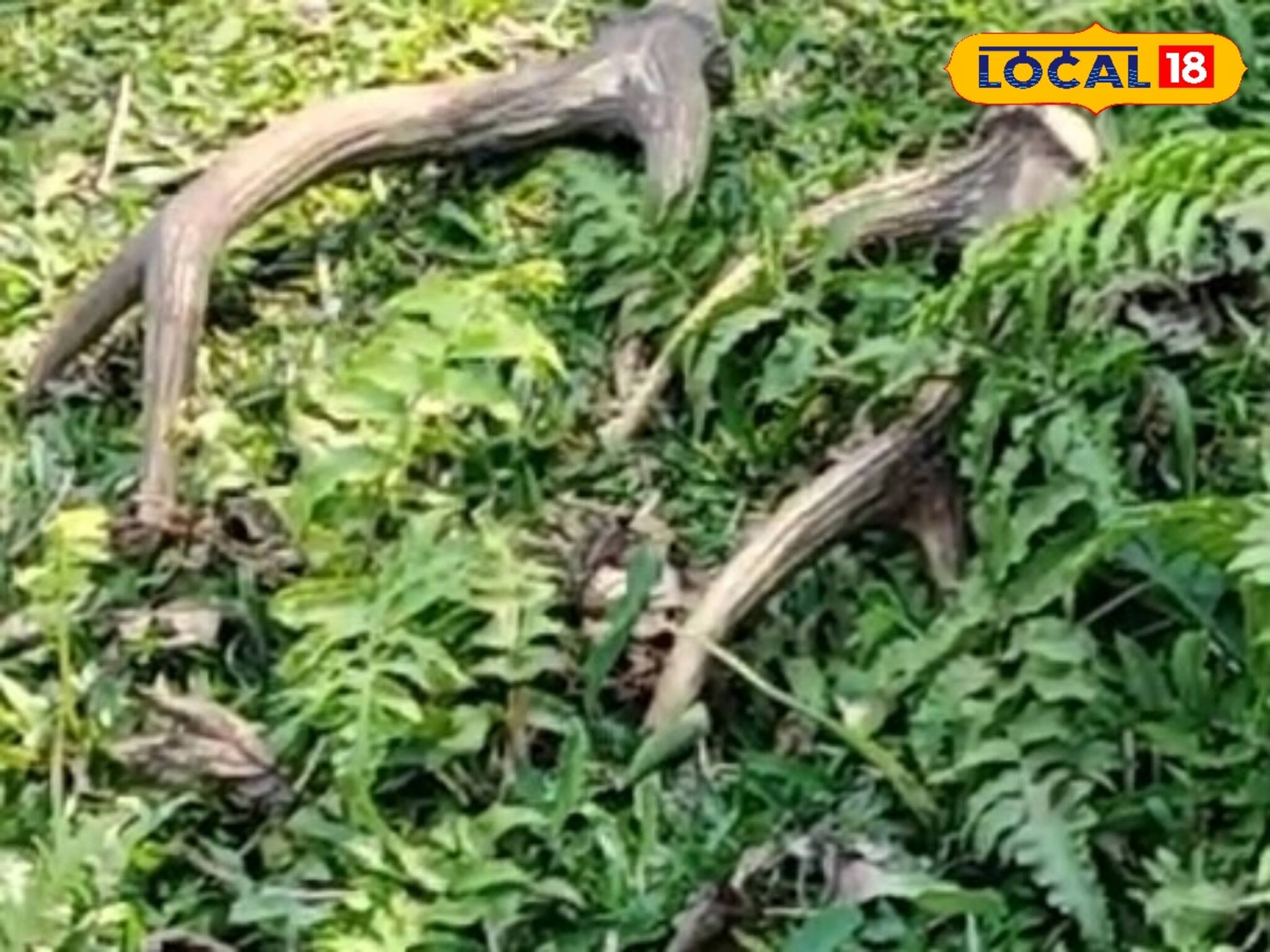 নদীর মাটিতে পুঁতে রাখা ওটা কী? যা উদ্ধার হল...জানলে বিশ্বাসই হবে না