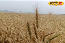 লাগাতার বৃষ্টিতে ধুয়ে গেল জমি, ফসল নষ্ট! মাথায় হাত চাষিদের...আম খেতে পারবেন তো এবছর?