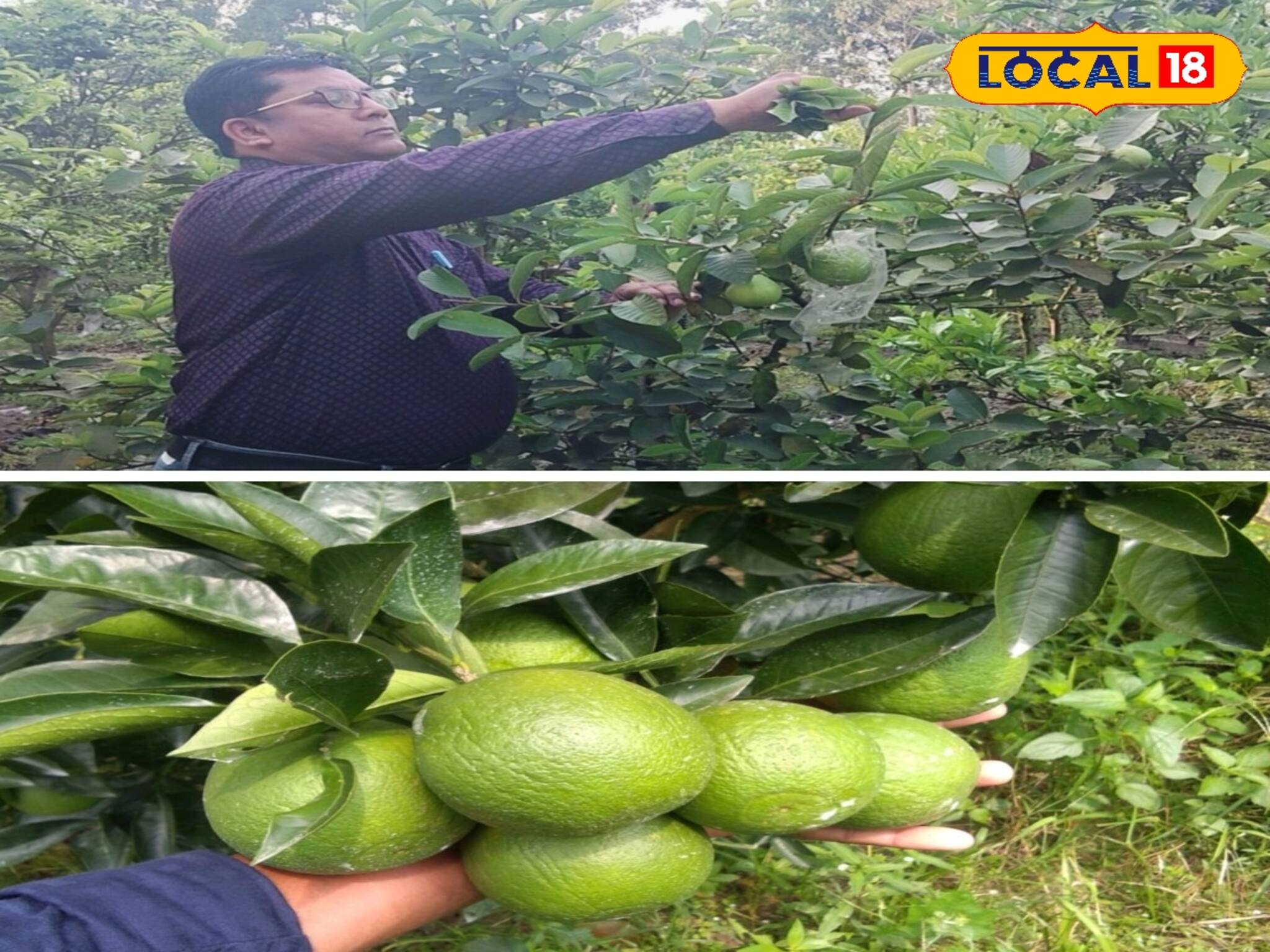 বাতাবি লেবুর মত দেখতে হলেও নয়! কম সময়ে, কম খরচে এই ফল চাষ করে মালামাল এক স্কুল শিক্ষক