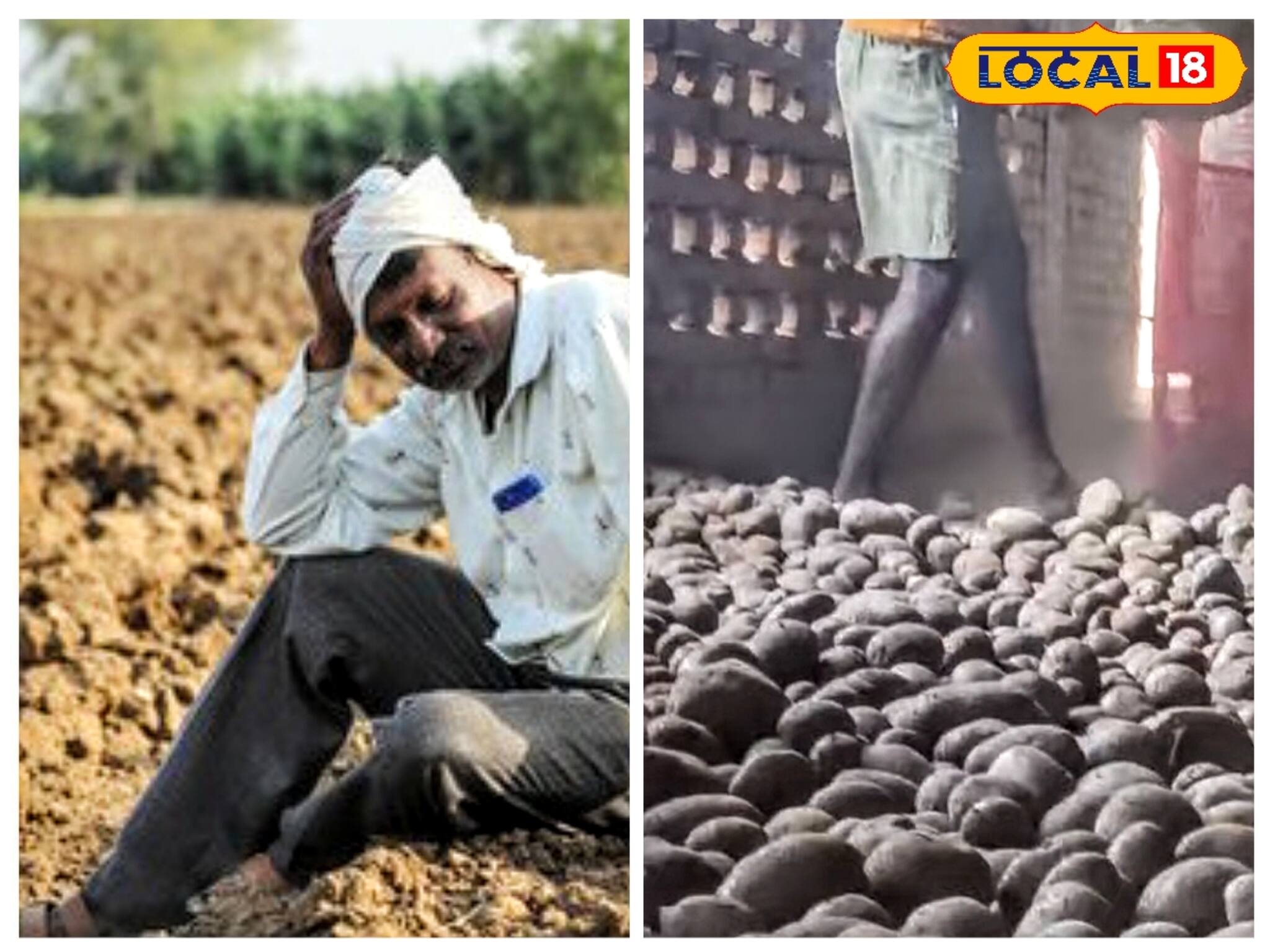 বৃষ্টিই অস্বস্তি! অন্নদাতাদের মাথায় ঝুলছে খাঁড়া! রাতের ঘুম উড়েছে আলু চাষিদের