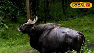 বাইসন বাইসন