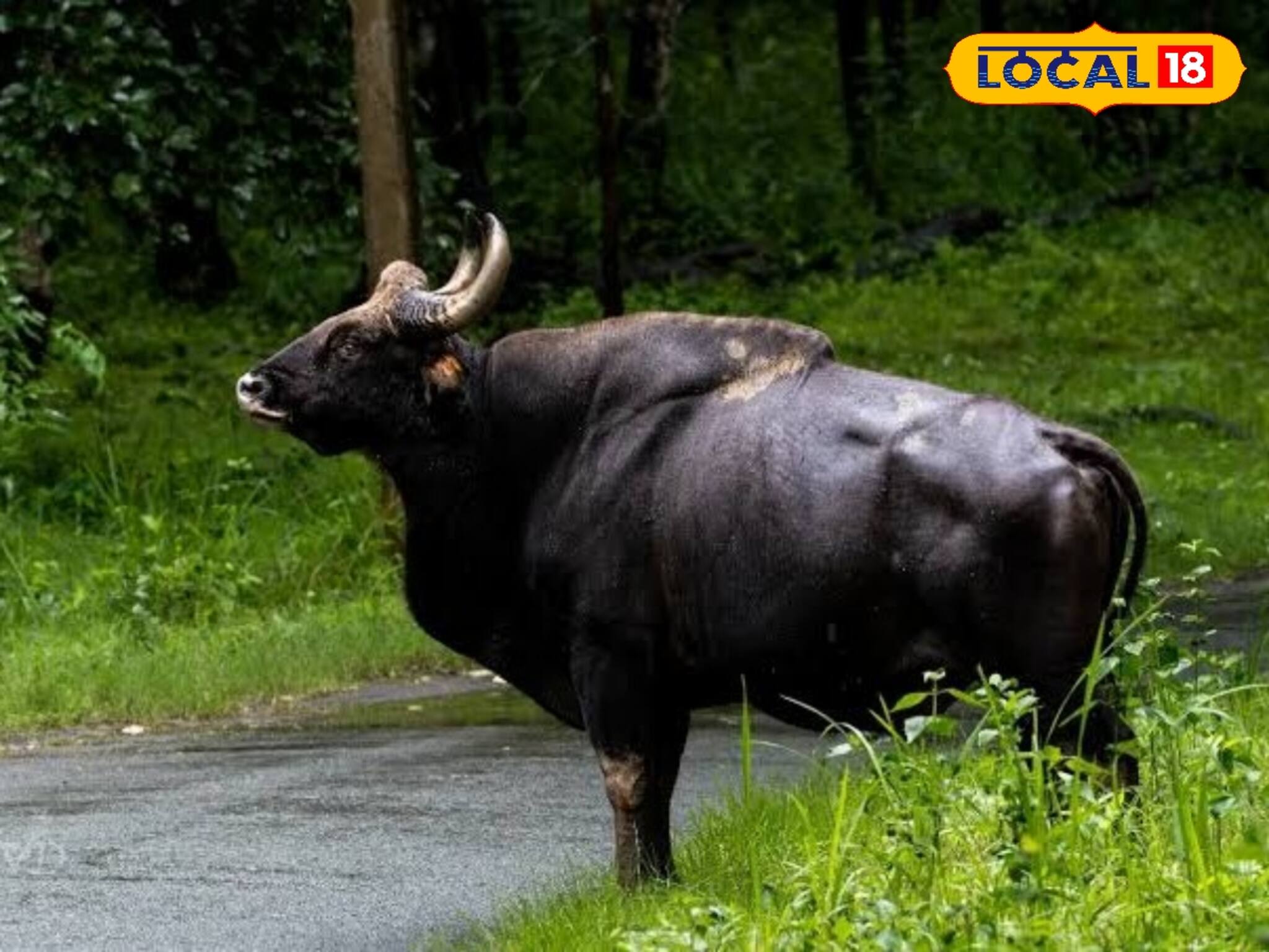 জঙ্গলের পথ থেকে আচমকা চা বাগান! জোড়া বাইসনের দাপাদপিতে কালঘাম ছুটল বাসিন্দাদের