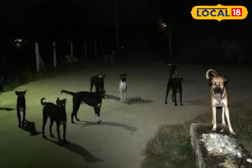 *রাতের বেলা কুকুর কাঁদলে তা অশুভ বলে মনে করা হয়। যে বাড়ির সামনে বসে রাতে কুকুরে কাঁদে সেই বাড়িতে কারও মৃত্যু হতে চলেছে বলে আশঙ্কা করা হয়। সেই কারণে রাতে বাড়ির সামনে কুকুর কাঁদলে তখনই তাকে সেখান থেকে তাড়িয়ে দেওয়া হয়।