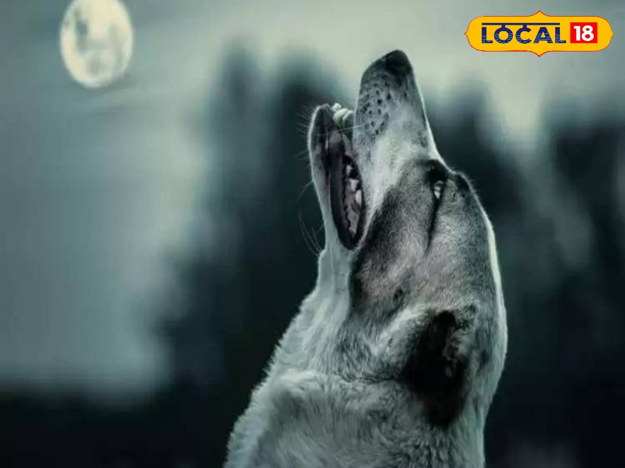 অন্ধবিশ্বাস না বিজ্ঞান! রাতে‌ই কুকুর কেন কাঁদে? আসল কারণ জানেন না ৯৯% মানুষই, আপনি জানেন?