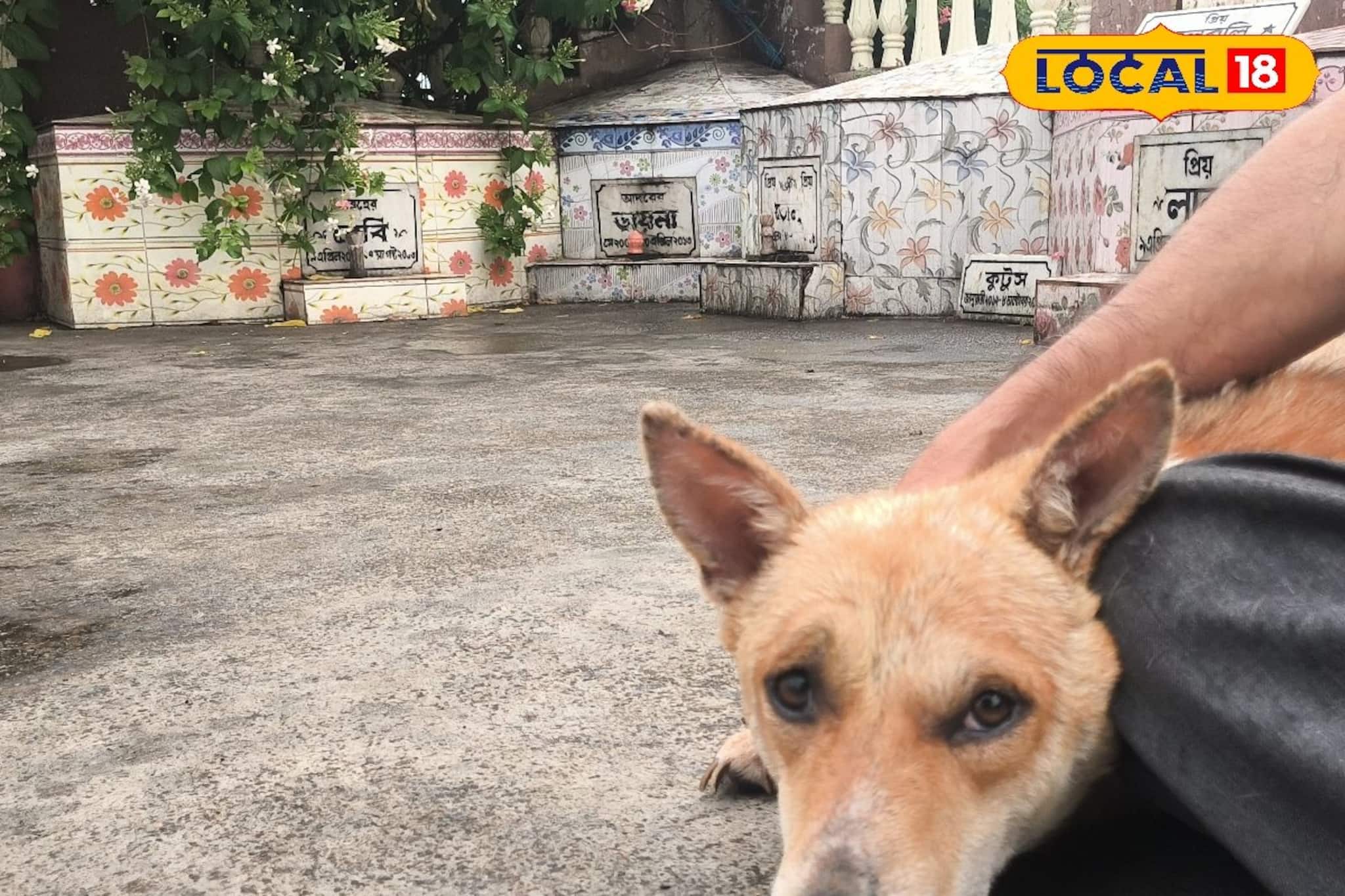 ডায়না, লালু, ভোলা, বেবি...বাড়ির ছাদেই ঘুমিয়ে ৪ 'সন্তান'! আর কখনও ঘুম ভাঙবে না...!