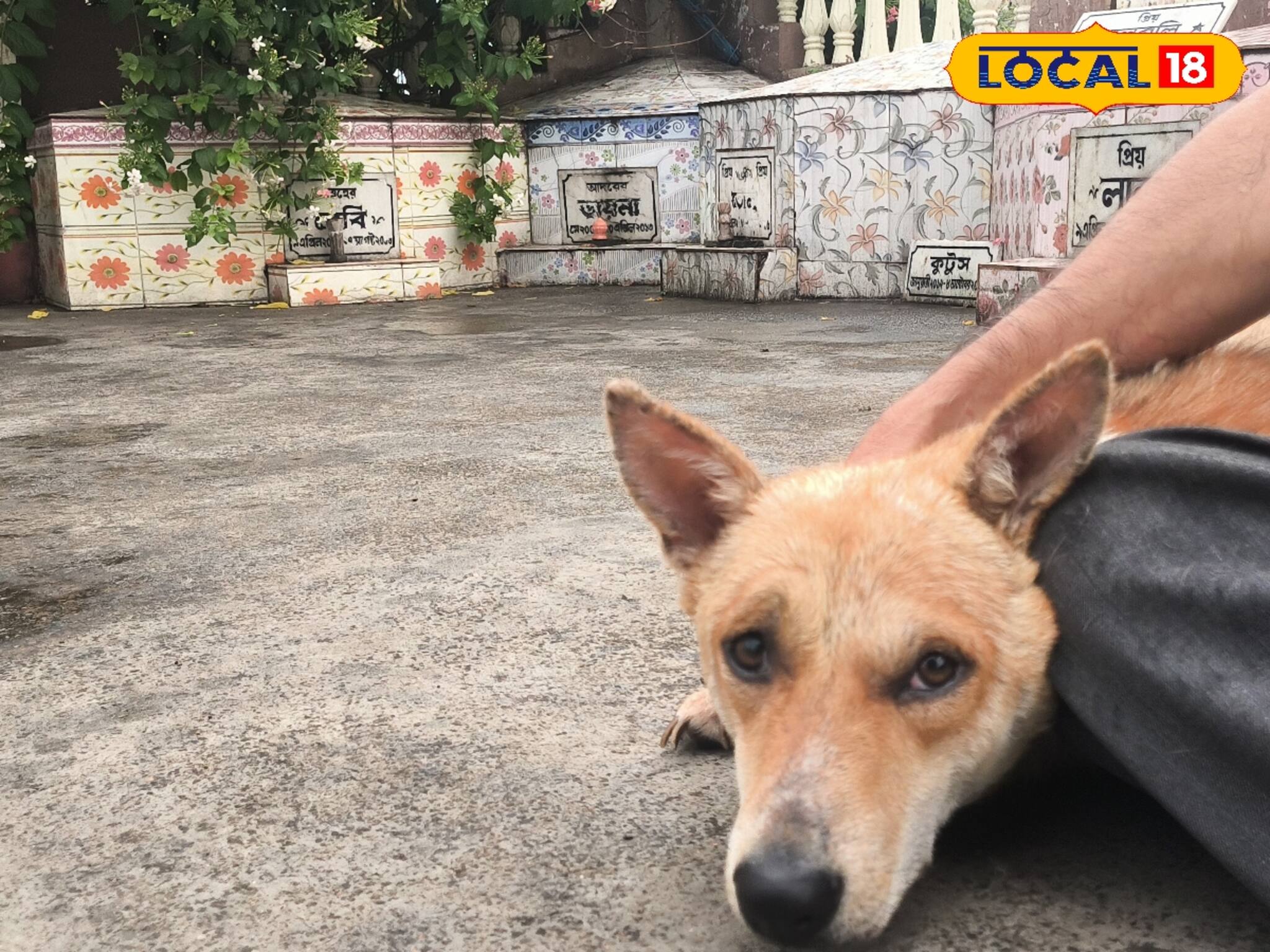 ডায়না, লালু, ভোলা, বেবি...বাড়ির ছাদেই ঘুমিয়ে ৪ 'সন্তান'! আর কখনও ঘুম ভাঙবে না...!