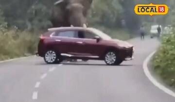 হাতির হাতির