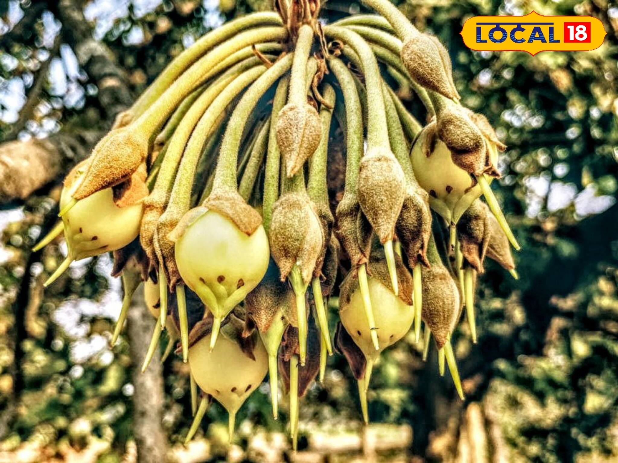 মিনারেল, ভিটামিনে পরিপূর্ণ ফুল! বীজে দূর হয় গাঁট, মাথাব্যথা, সর্দিকাশি! জঙ্গলমহলের এই গাছ