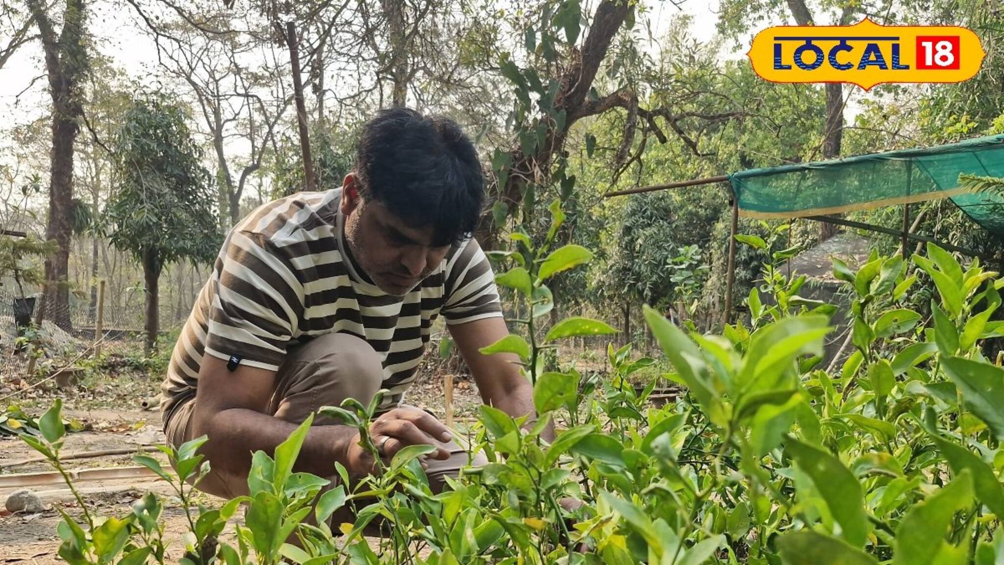 ঐতিহ্য হারাচ্ছে দার্জিলিংয়ের কমলালেবু! এর জেরেই নেওয়া হচ্ছে বিরাট উদ্যোগ