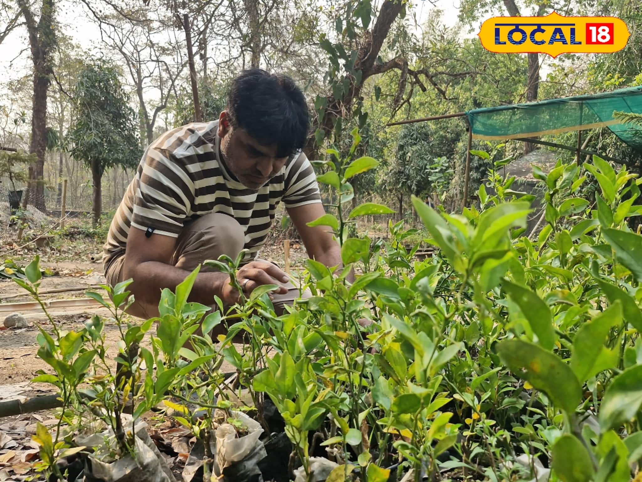 ঐতিহ্য হারাচ্ছে দার্জিলিংয়ের কমলালেবু! এর জেরেই নেওয়া হচ্ছে বিরাট উদ্যোগ
