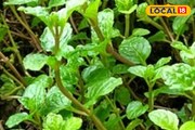 ডায়াবেটিস দূর পালাবে,গলা-বুক-জ্বালা জীবনের মতো বলবে বাই-বাই,এই পাতার গুণে হবে শরীর ফিট