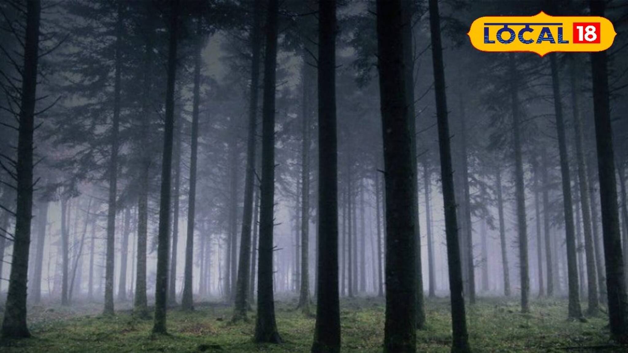 আকাশ ছোঁয়া পাইনবন হোক স্বপ্নের ঠিকানা! বন দফতরের বিরাট উদ্যোগ! জানুন