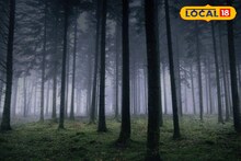 আকাশ ছোঁয়া পাইনবন হোক স্বপ্নের ঠিকানা! বন দফতরের বিরাট উদ্যোগ! জানুন
