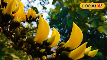 ঝাড়গ্রামের