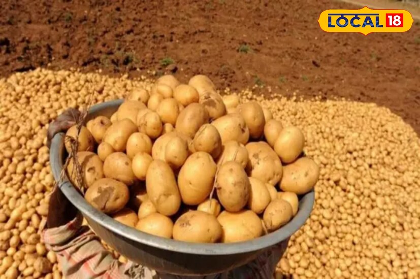 বাঙালির খাবার তালিকা সম্পূর্ণ হয় না আলু ছাড়া। সকাল থেকে শুরু করে রাত পর্যন্ত খাবার তালিকায় যা পদই থাকুক না কেন আলু থাকাটা অত্যাবশ্যক। তবে কিছু কিছু ক্ষেত্রেও চিকিৎসকেরা বারণ করেন বেশি আলু না খেতে। তার কারণ আলুর গ্লাইসেমিক সূচক এবং স্টার্চের পরিমাণ দু'টিই একটু বেশি। তাই আলু খেলে ওজন বাড়বেই। তা ওজন বাড়ানোর ভয়ে তো আলুর মতো সুস্বাদু কন্দটিকে পাতছাড়া করা যায় না। তা হলে বরং তাকে স্বাস্থ্যকর এবং স্টার্চমুক্ত করার কৌশলগুলি শিখে নেওয়া দরকার।