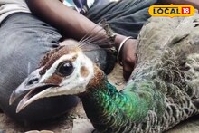 গ্রামেই ঘুরছে ময়ূরী! স্থানীয়রা যা করল...জানলে হাঁ হয়ে যাবেন...মুখে কথা ফুটবে না