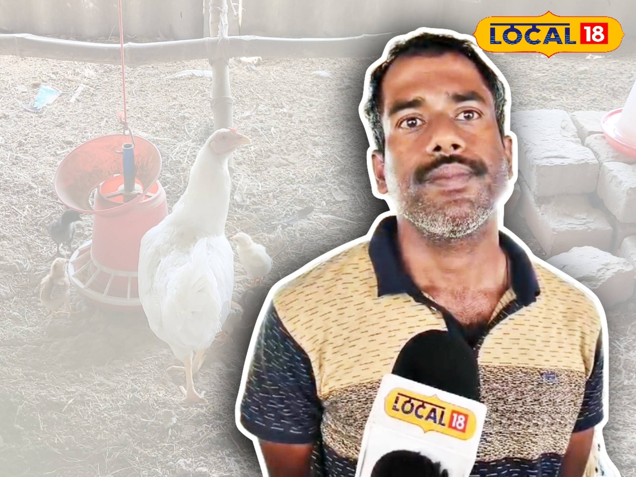 বাড়িতে এই পদ্ধতি মেনে করুন মুরগি প্রতিপালন, মিলবে বেশি লাভ, জেনে নিন কীভাবে