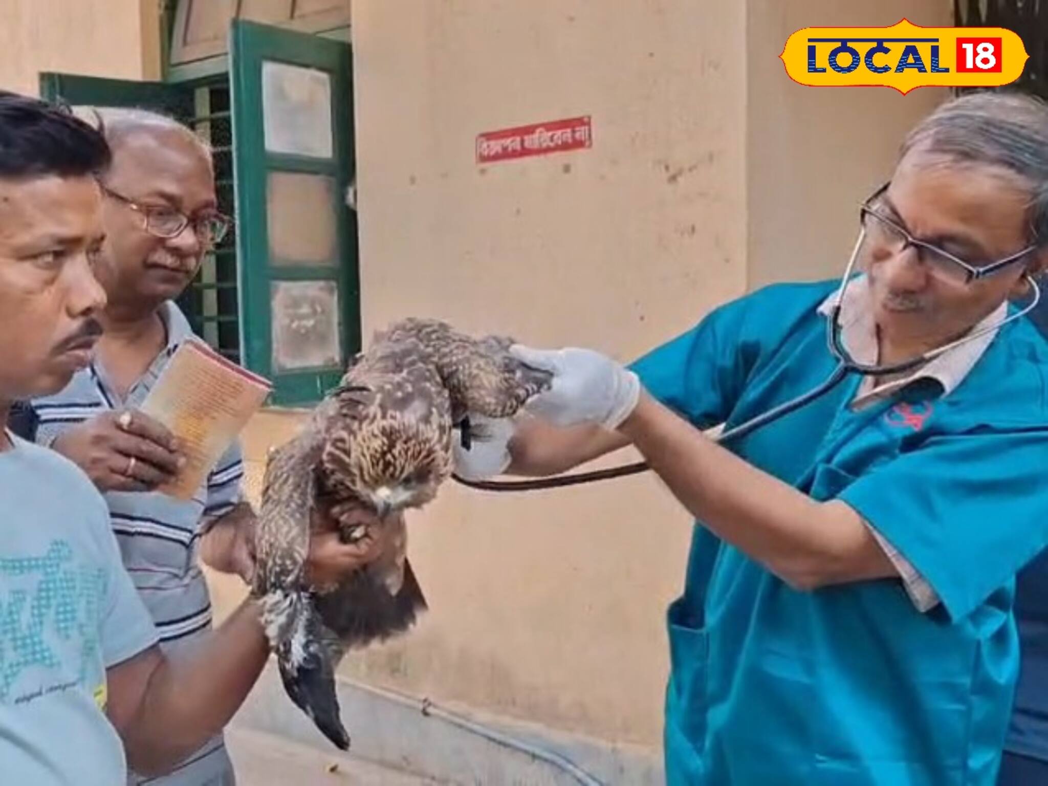 বিদ্যুৎস্পৃষ্ট গোল্ডেন ঈগল! প্রাণ বাঁচল স্থানীয় যুবকরা