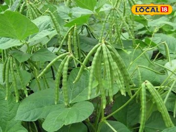 Agriculture News: কম পরিশ্রমে বেশি লাভ ! অভিনব পদ্ধতিতে চাষ করে লাভবান হচ্ছেন কৃষকরা Agriculture News: কম পরিশ্রমে বেশি লাভ ! অভিনব পদ্ধতিতে চাষ করে লাভবান হচ্ছেন কৃষকরা