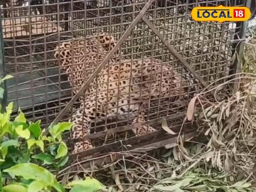 Alipurduar News: অবশেষে বন্দি ত্রাস! দলগাঁও চা বাগানে খাঁচায় মানুষখেঁকো লেপার্ড