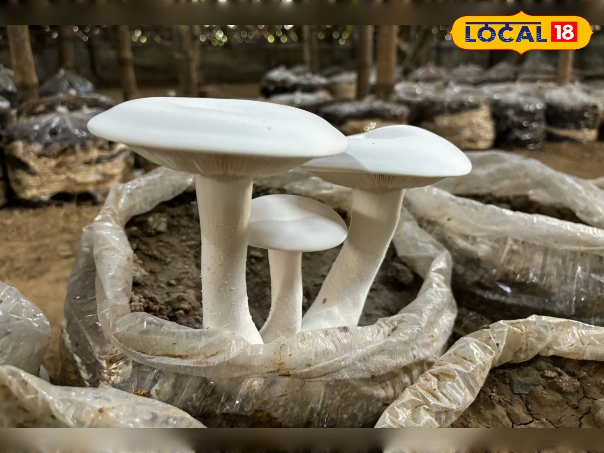 জানেন মিল্কি মাশরুম কী? আপনিও এর থেকে বিপুল লাভবান হতে পারেন !