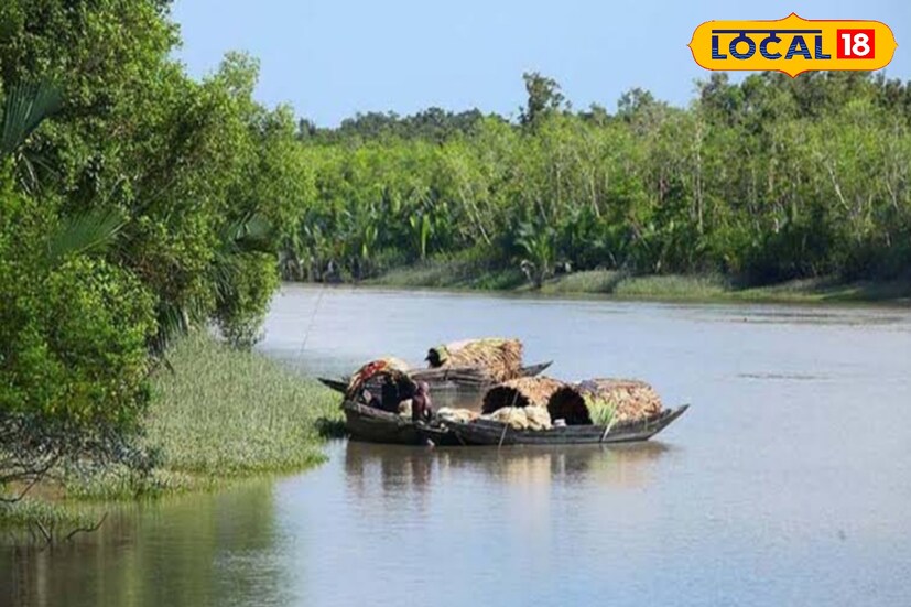  সুন্দরবন জাতীয় উদ্যান বাঘ সংরক্ষণ এলাকা হিসেবে গঠিত যেখানে বাঘেরা নির্ভয়ে থাকতে পারে।