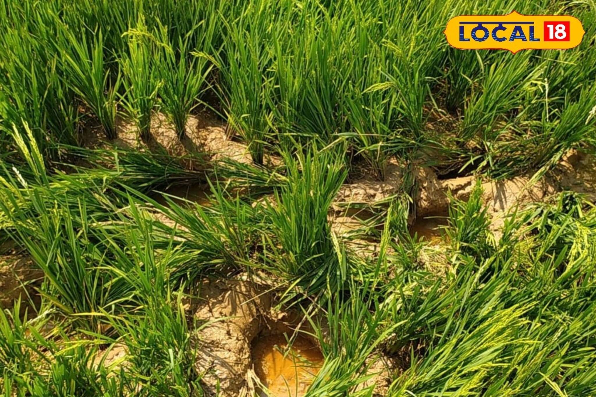 পিষে দিচ্ছে বিঘার পর বিঘা ধান! যখন তখন চালাতে পারে হামলা...কার আতঙ্কে কাঁপছে পুরো এলাকা?