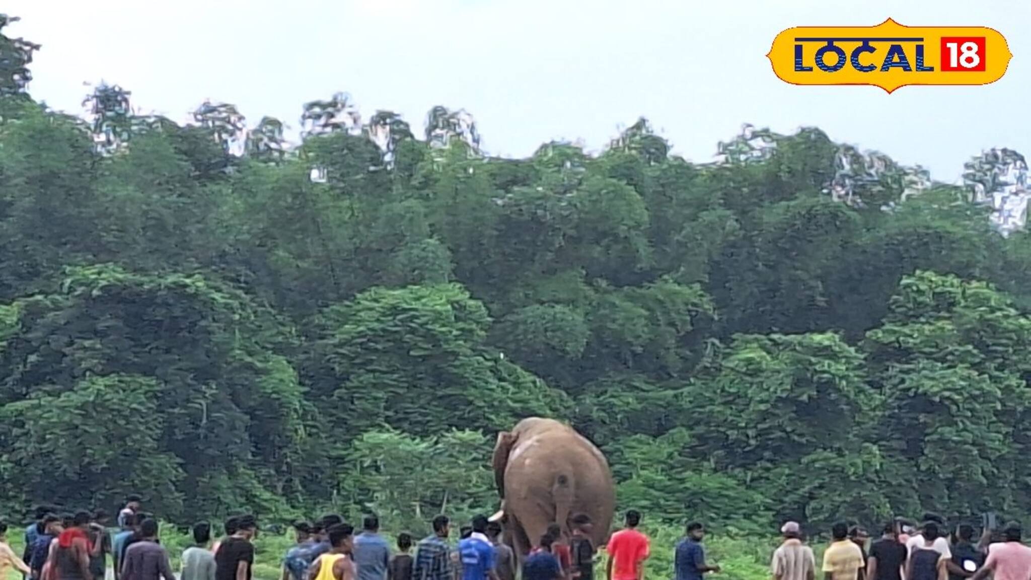 Jhargram News: ফের হাতির আক্রমণ জঙ্গলমহলে, প্রাতঃকৃত্য সারতে গিয়ে মৃত্যু মহিলার