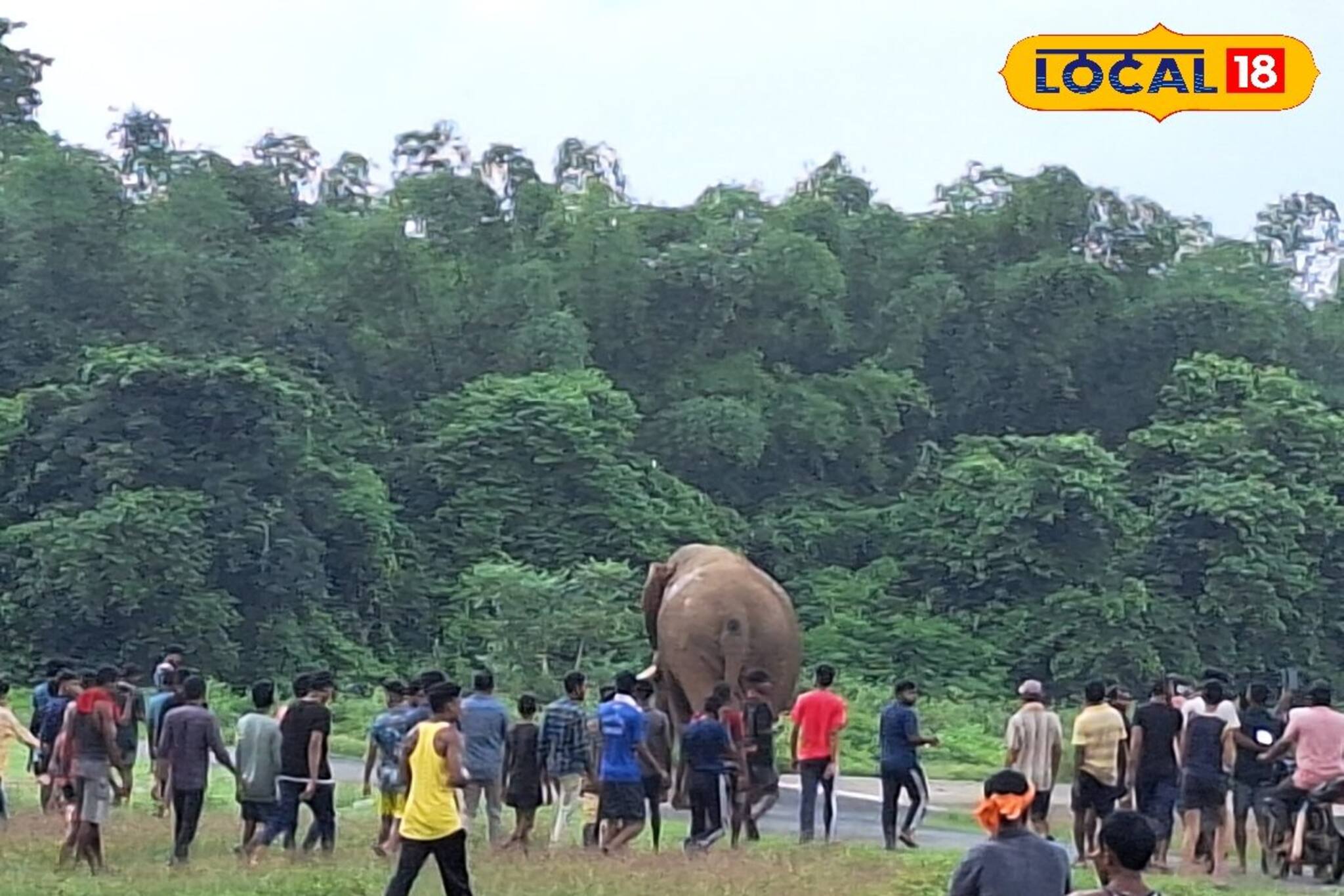 ফের হাতির আক্রমণ জঙ্গলমহলে, প্রাতঃকৃত্য সারতে গিয়ে মৃত্যু মহিলার