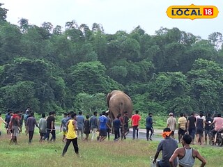 আবারও জঙ্গলমহলে হাতির হানা