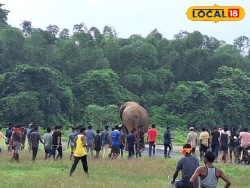 আবারও জঙ্গলমহলে হাতির হানা