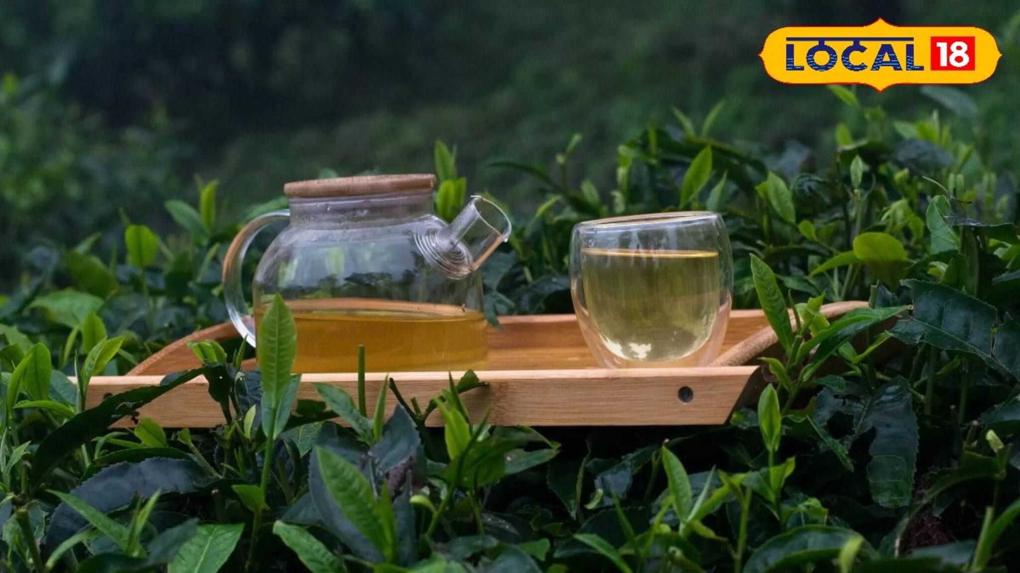 সোনার দামকেও হার মানাবে দার্জিলিংয়ের এই চা! প্রিমিয়াম 'চা শ্যাম্পেন' আপনি খেয়েছেন?